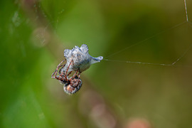 Keresztespók zsákmányával.