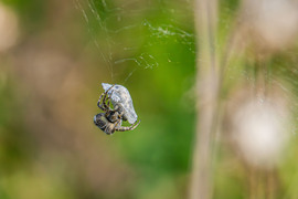 Keresztespók zsákmányával.