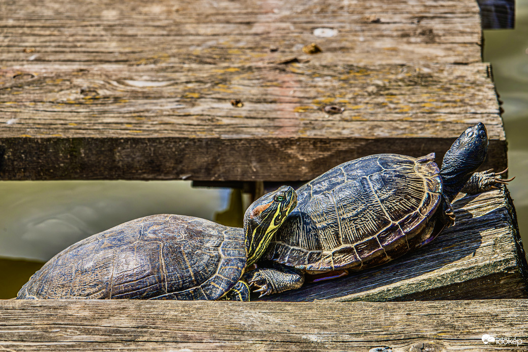 Teknőspár :-)