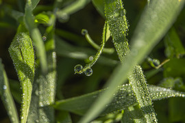 Reggeli harmatcseppek