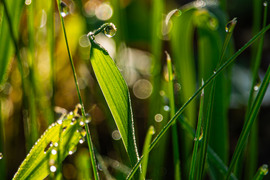 Reggeli harmatcseppek