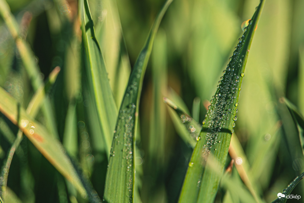 Reggeli harmatcseppek