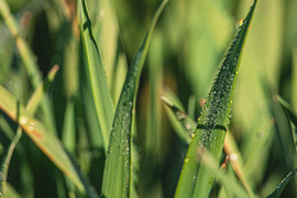 Reggeli harmatcseppek