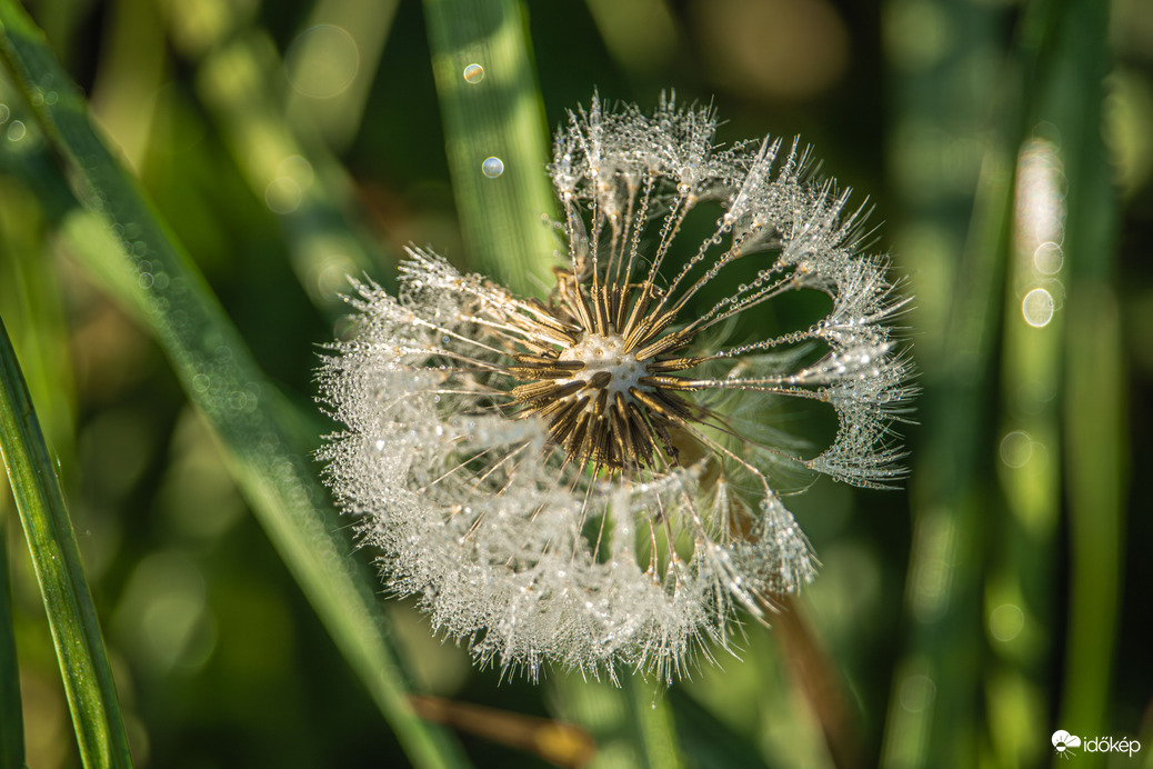 Reggeli harmatcseppek