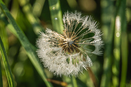 Reggeli harmatcseppek