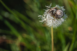 Reggeli harmatcseppek