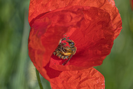 rekascaptures fotója