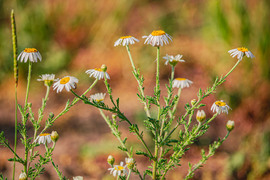 rekascaptures fotója