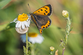 rekascaptures fotója