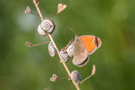 rekascaptures fotója