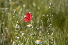 rekascaptures fotója