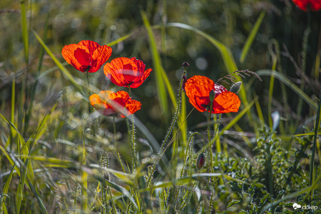 Pipacsok Szeged határában :-)