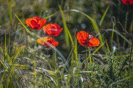 Pipacsok Szeged határában :-)