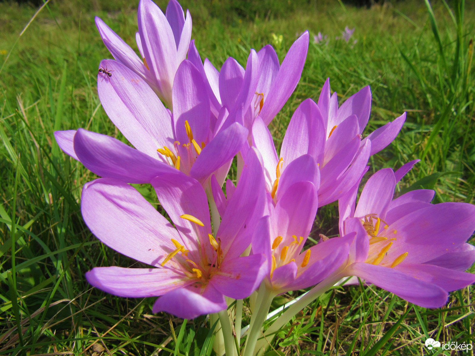 Őszi kikerics a mezőn