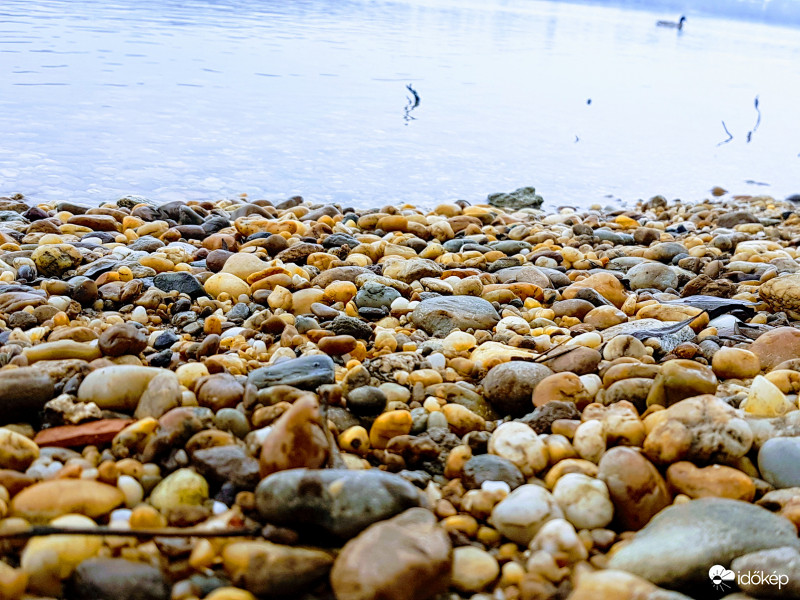 Sokszíű kavicsoka Dunán