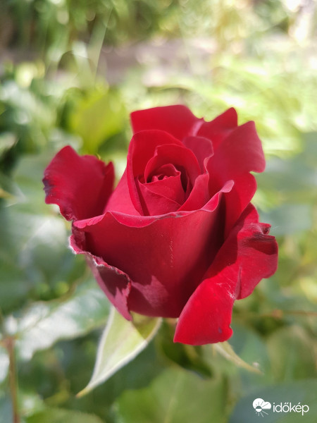 A tökéletes virág