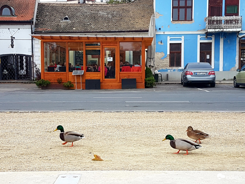 Amikor a kacsák étterembe mennek :)