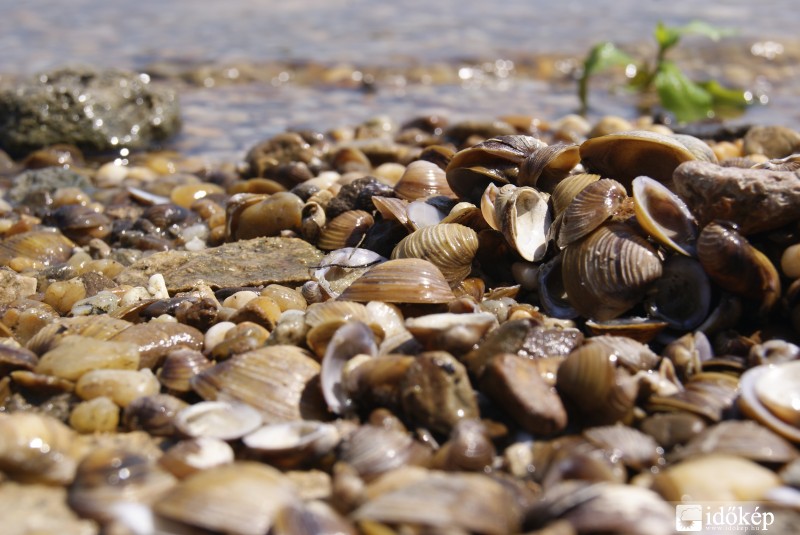 Kagylók a Duna partján