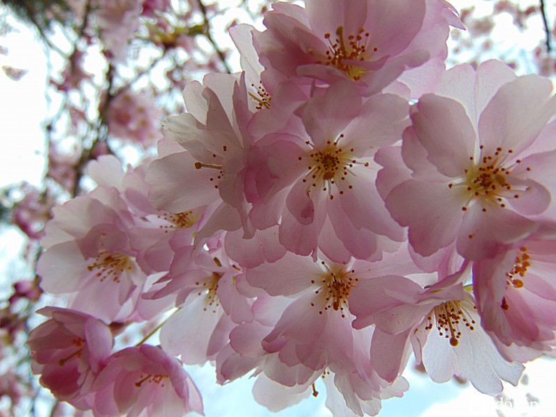 Rózsaszín virágok