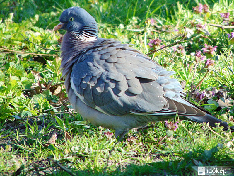 Felborzoltam a tollaimat