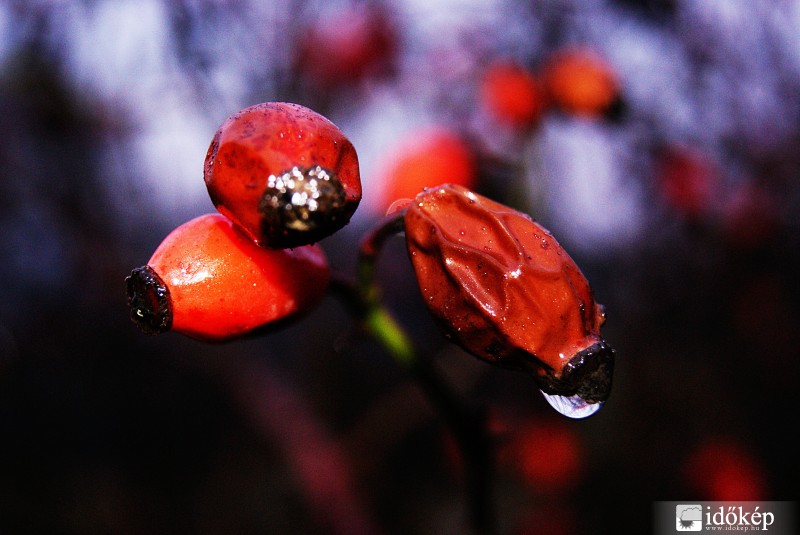 Csipkebogyó alkonyban