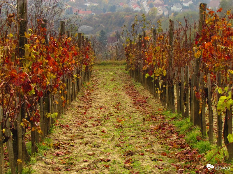  Ősz a szekszárdi dombokon