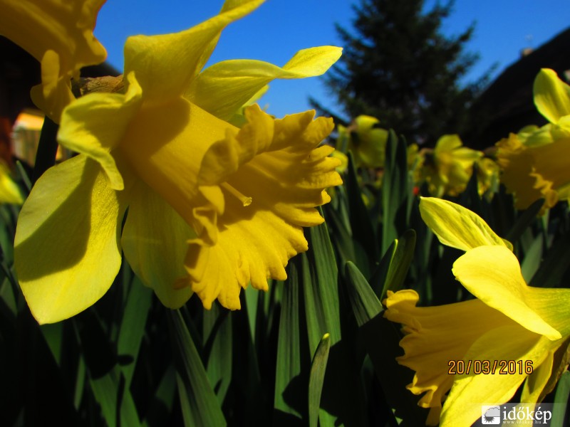 Nárciszok