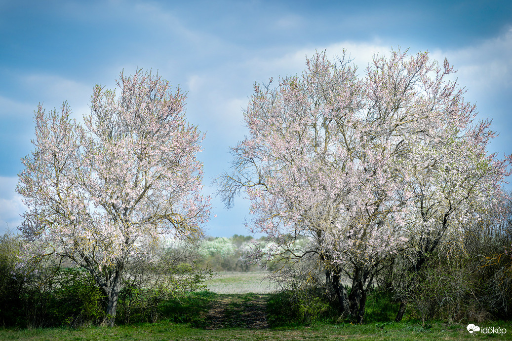A tavasz kapuja :)