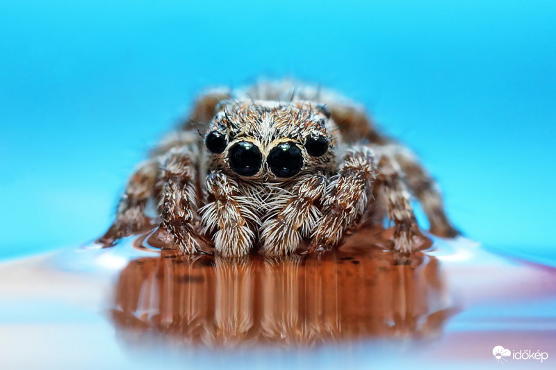 3 mm-es szobai ugrópók 