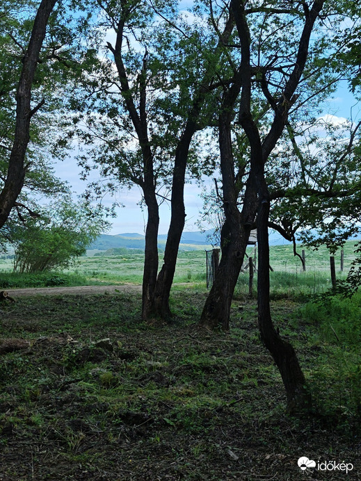 Berkenye