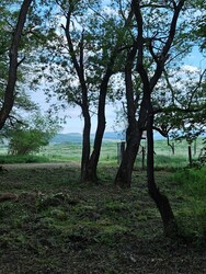 Berkenye
