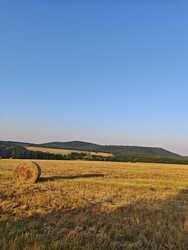 Berkenye