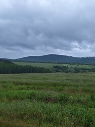 Berkenye