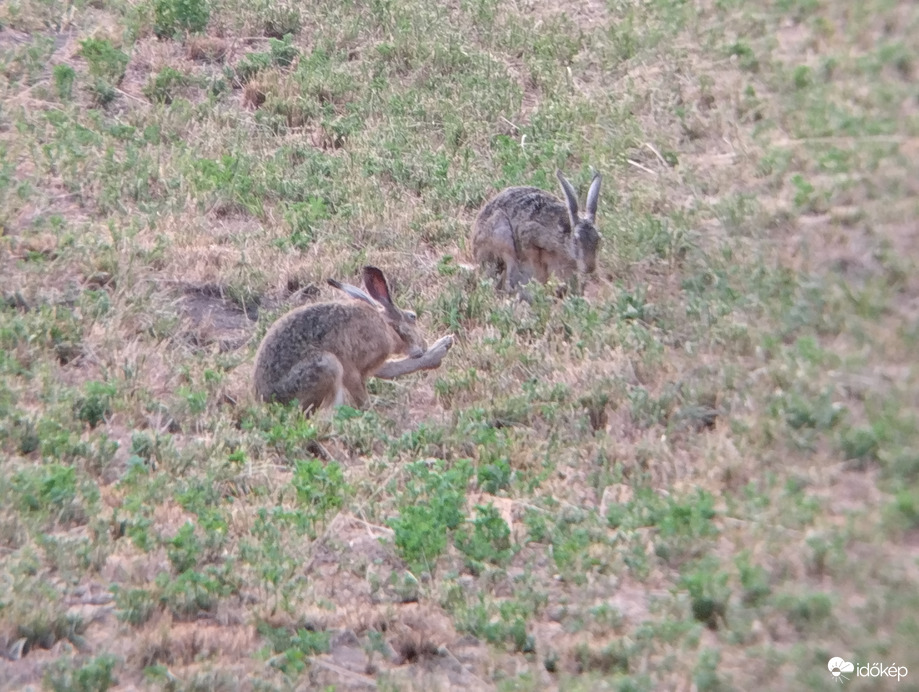 Lábgomba.......vagy mi...