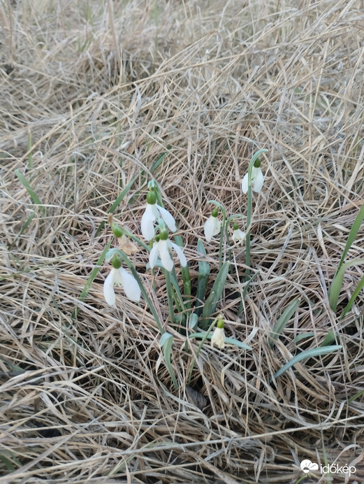 Valahol a mezőföldön....