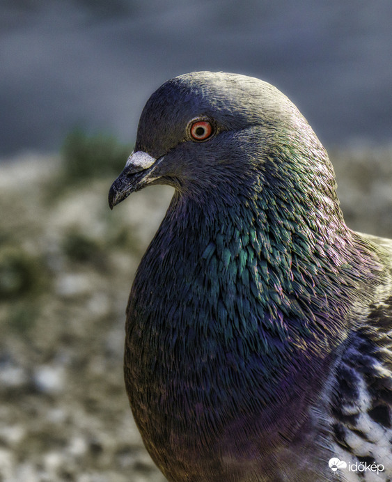 Vérszemet kapott!? :D