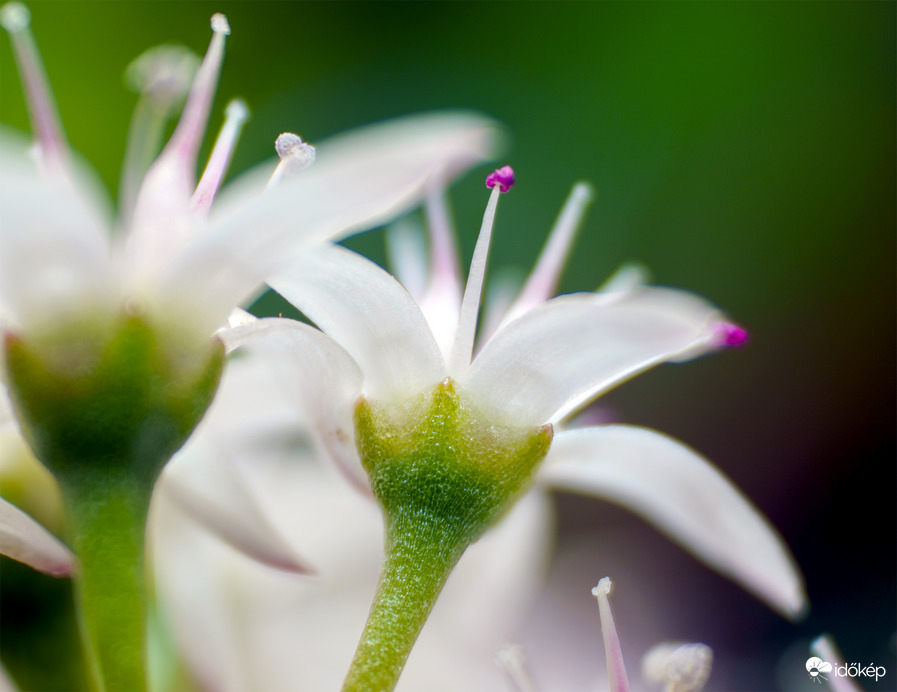 Majomkenyérfa virágja(Adansonia digitata)