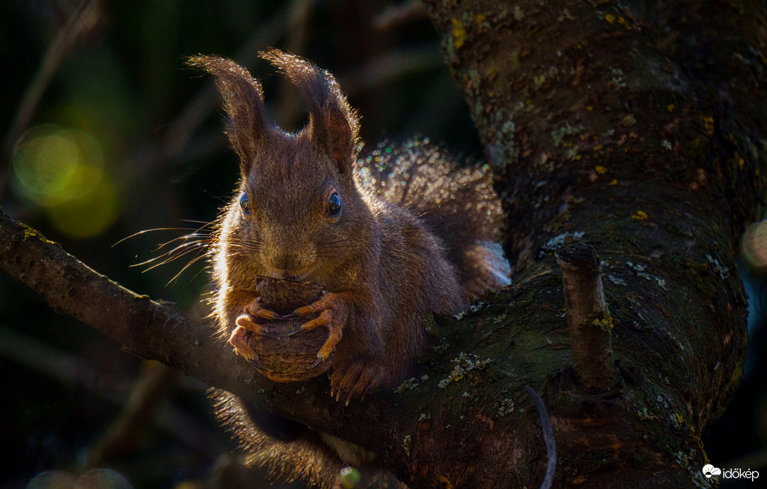 Húsvéti mókuska :)