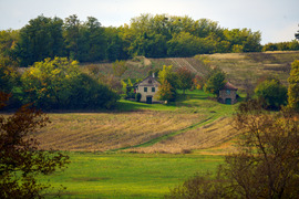 Kisgörbő