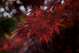 Lenyugvó nap fényénél