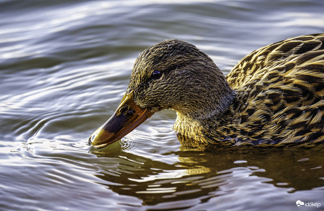 Csónakázó-tó, Szombathely