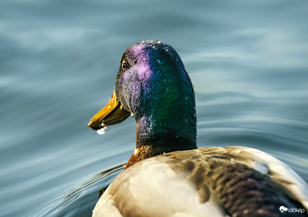 Csónakázó-tó, Szombathely