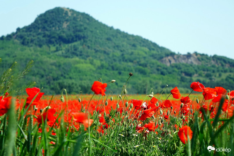 -Ha PIROS , akkor állj és SZÉPET látsz- Májusi pipacsözön Káptalantóti környékén 2018-05-13 Balaton   