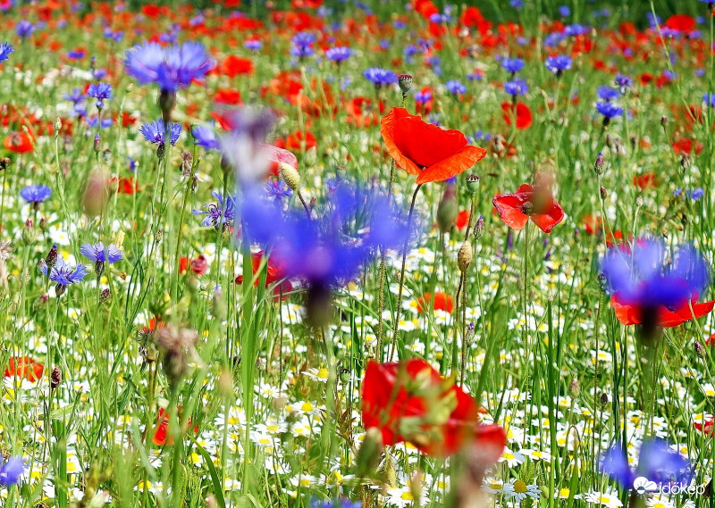 -Ha PIROS , akkor állj és SZÉPET látsz- Májusi pipacsözön Káptalantóti környékén 2018-05-13 Balaton  