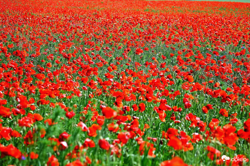 -Ha PIROS , akkor állj és SZÉPET látsz- Májusi pipacsözön Káptalantóti környékén 2018-05-13 Balaton   