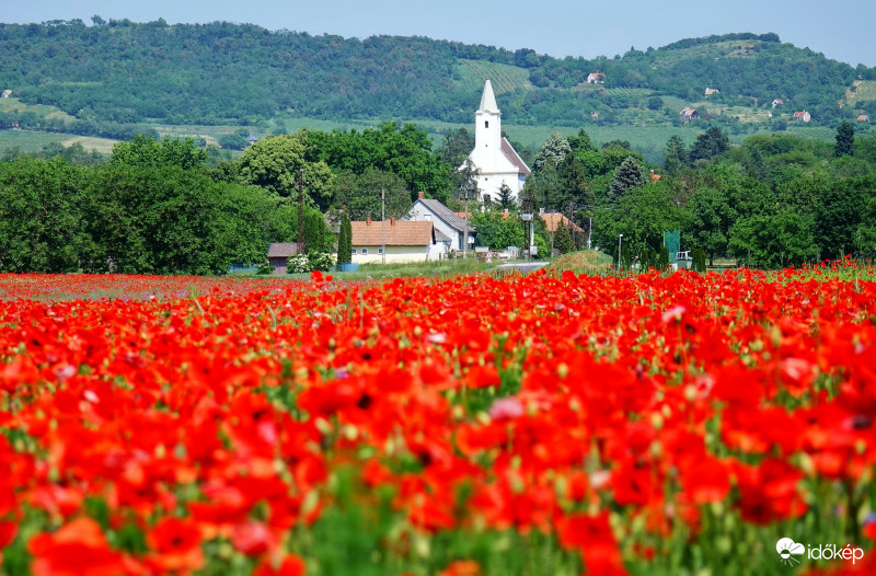 -Ha PIROS , akkor állj és SZÉPET látsz- Májusi pipacsözön Káptalantóti környékén 2018-05-13 Balaton   