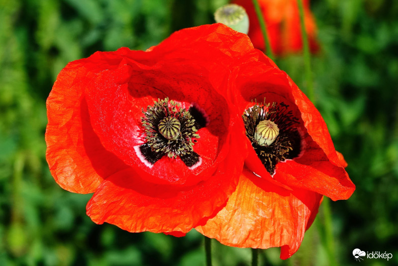 -Ha PIROS , akkor állj és SZÉPET látsz- Májusi pipacsözön Káptalantóti környékén 2018-05-13 Balaton  