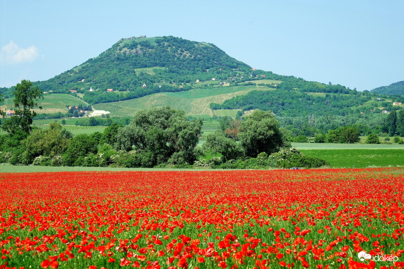 -Ha PIROS , akkor állj és SZÉPET látsz- Májusi pipacsözön Káptalantóti környékén 2018-05-13 Balaton   