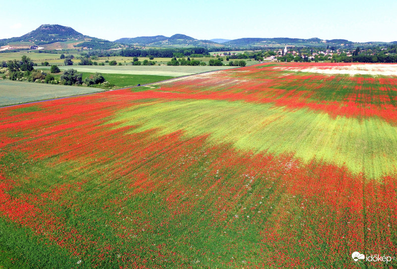 -Ha PIROS , akkor állj és SZÉPET látsz- Májusi pipacsözön Káptalantóti környékén 2018-05-13 Balaton 