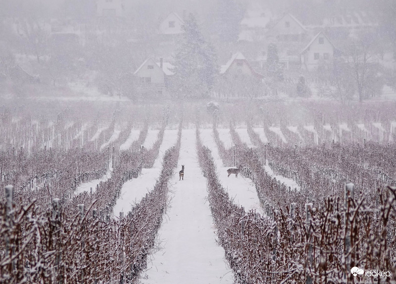 Végre az igazi tél szépsége. Kisapáti, Szent György-hegy 2019.01.05.